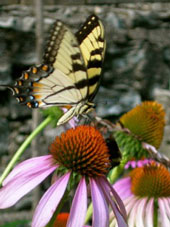 1Tiger-Swallowtail--Purple-Coneflower
