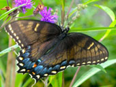 2Tiger-Swallowtail-Dark-form-Female
