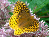 4Great-Spangled-Fritillary