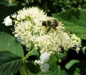 Milkweed plant