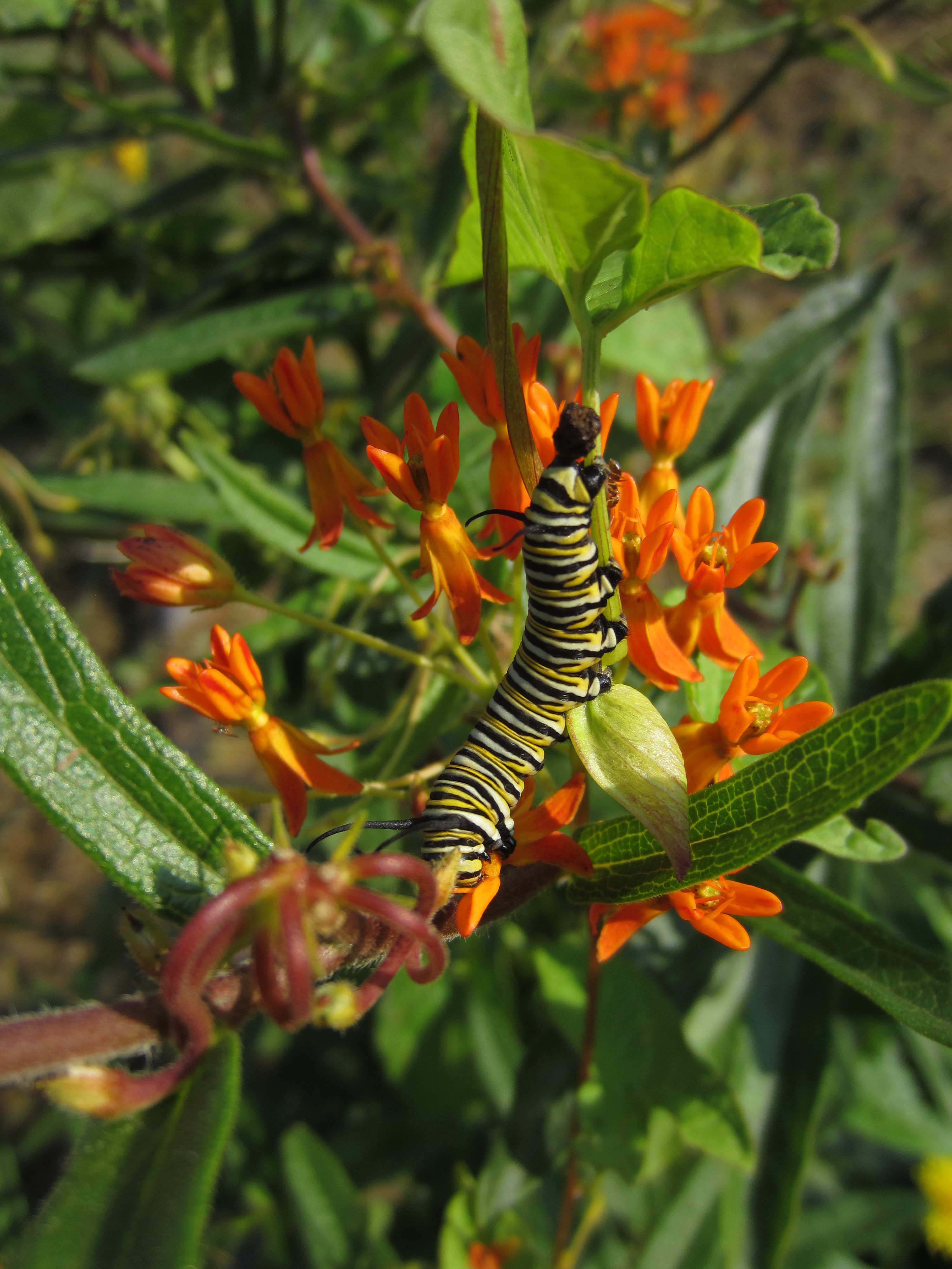 Butterfly Milkweed/ Asclepias Tuberosa - Keystone Flora