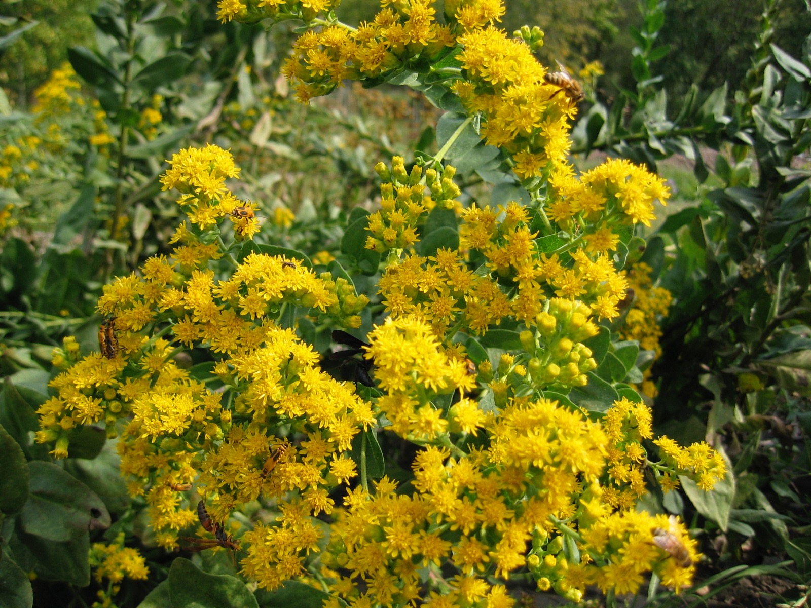 Stiff Goldenrod / Oligoneuron rigid - Keystone Flora