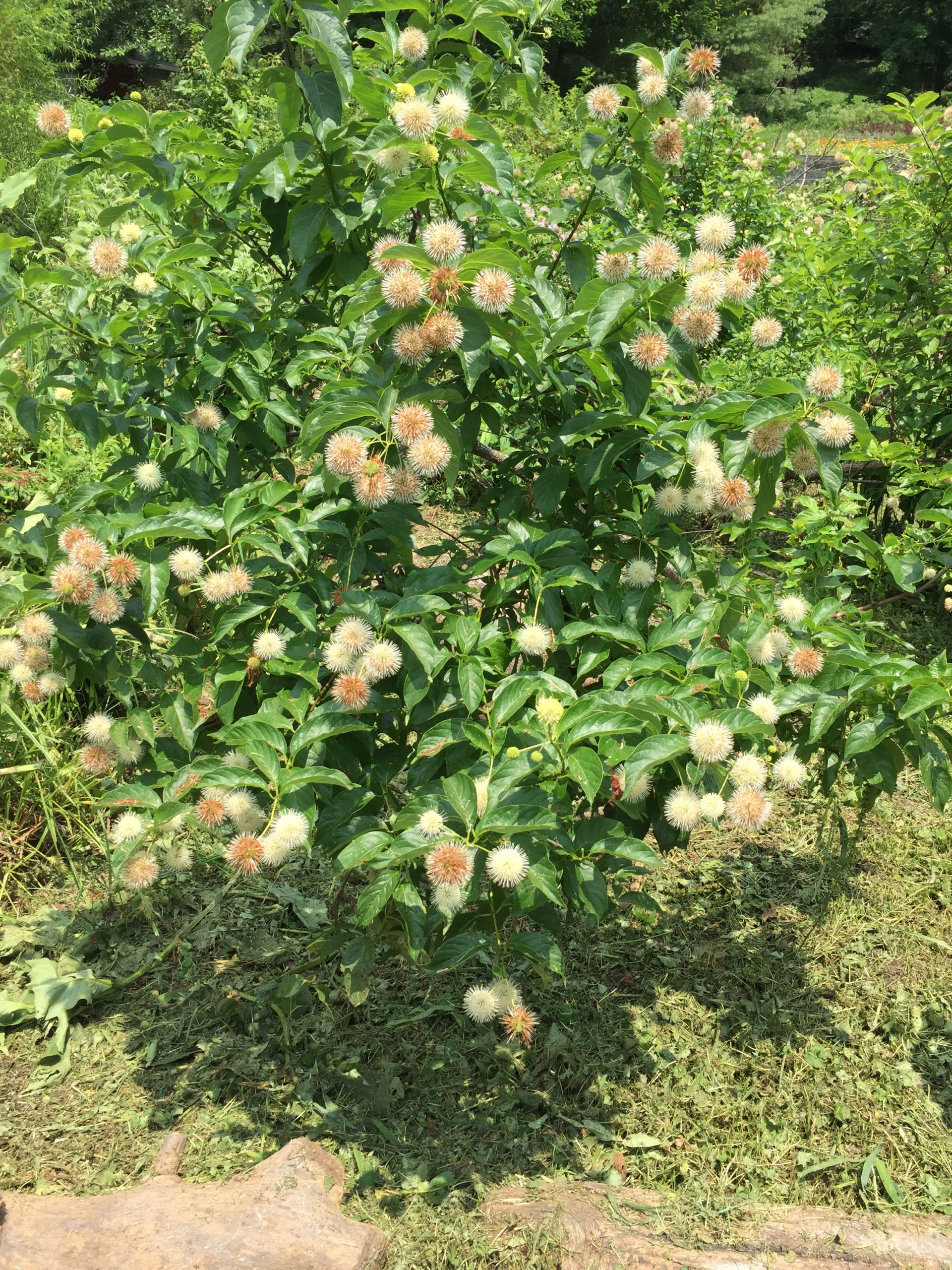 Button Bush / Cephalanthus occidentalis Keystone Flora