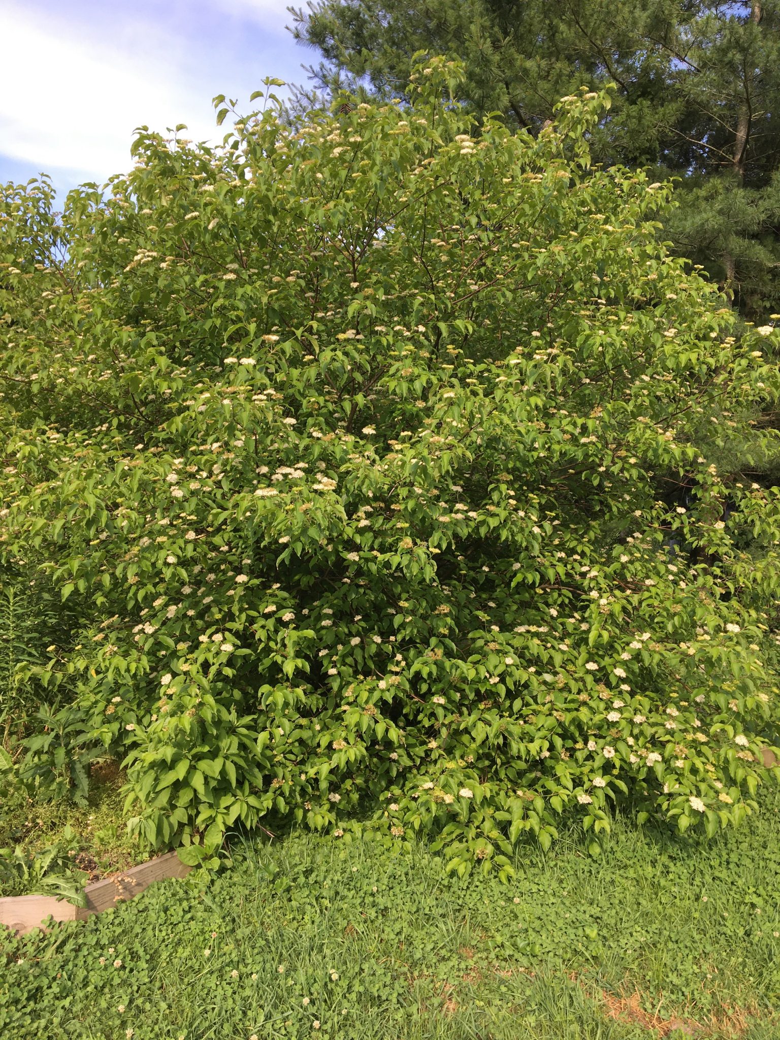 Silky Dogwood / Cornus amomum - Keystone Flora