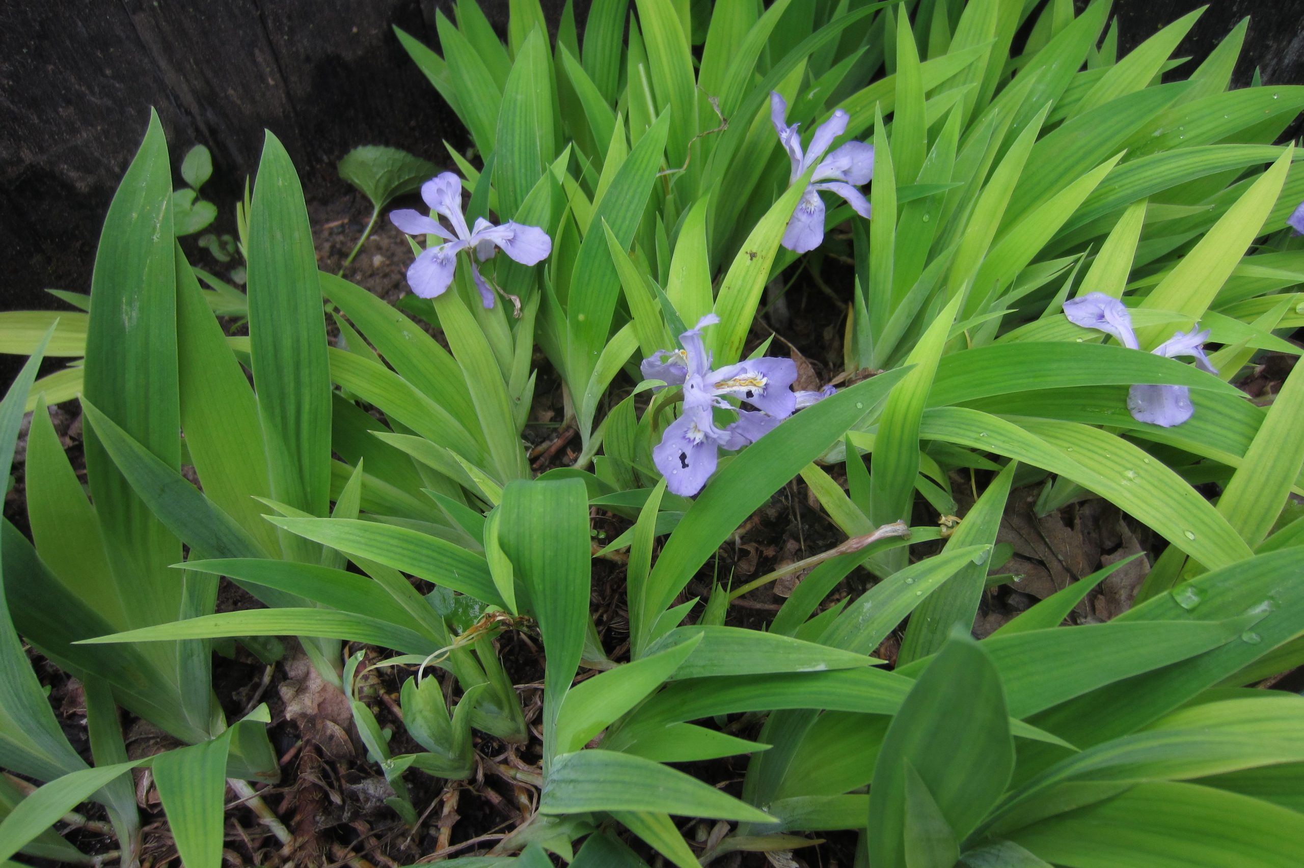 Dwarf Crested Iris / Iris cristata - Keystone Flora