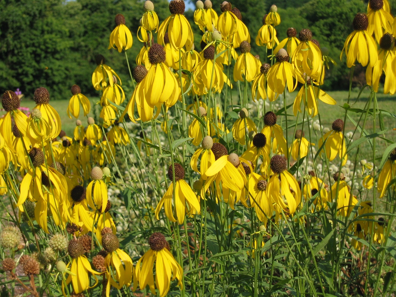 Grayhead Coneflower Ratibida Pinnata Keystone Flora 2342