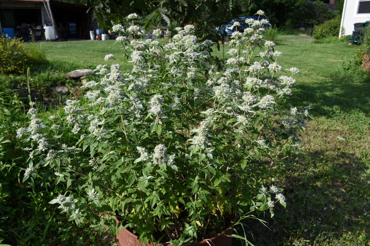 Hoary Mountain Mint Plant
