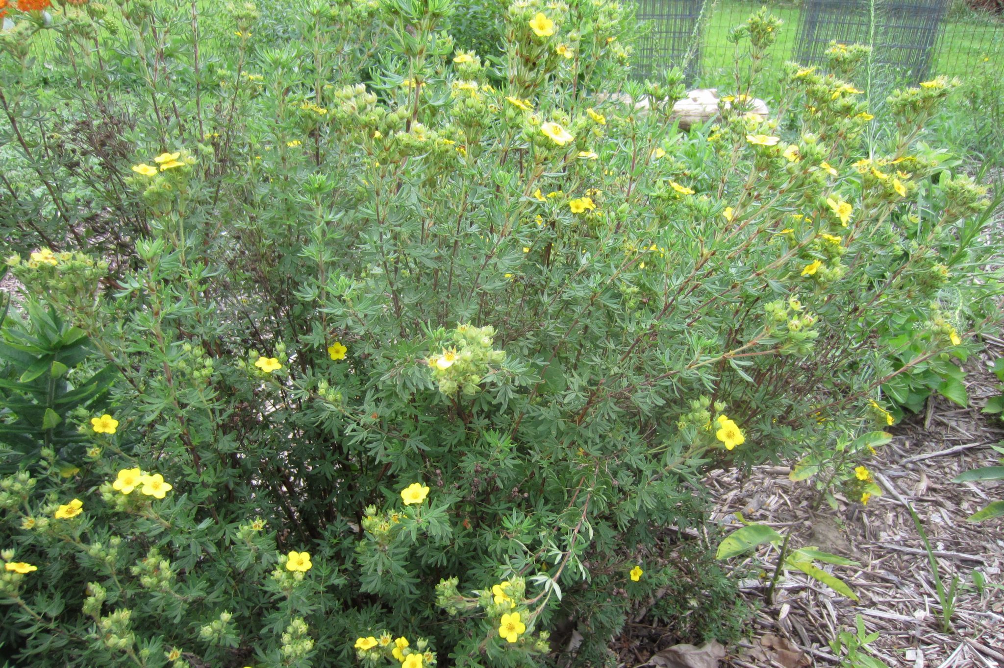 Shrubby Cinquefoil / Potentilla fruticosa - Keystone Flora