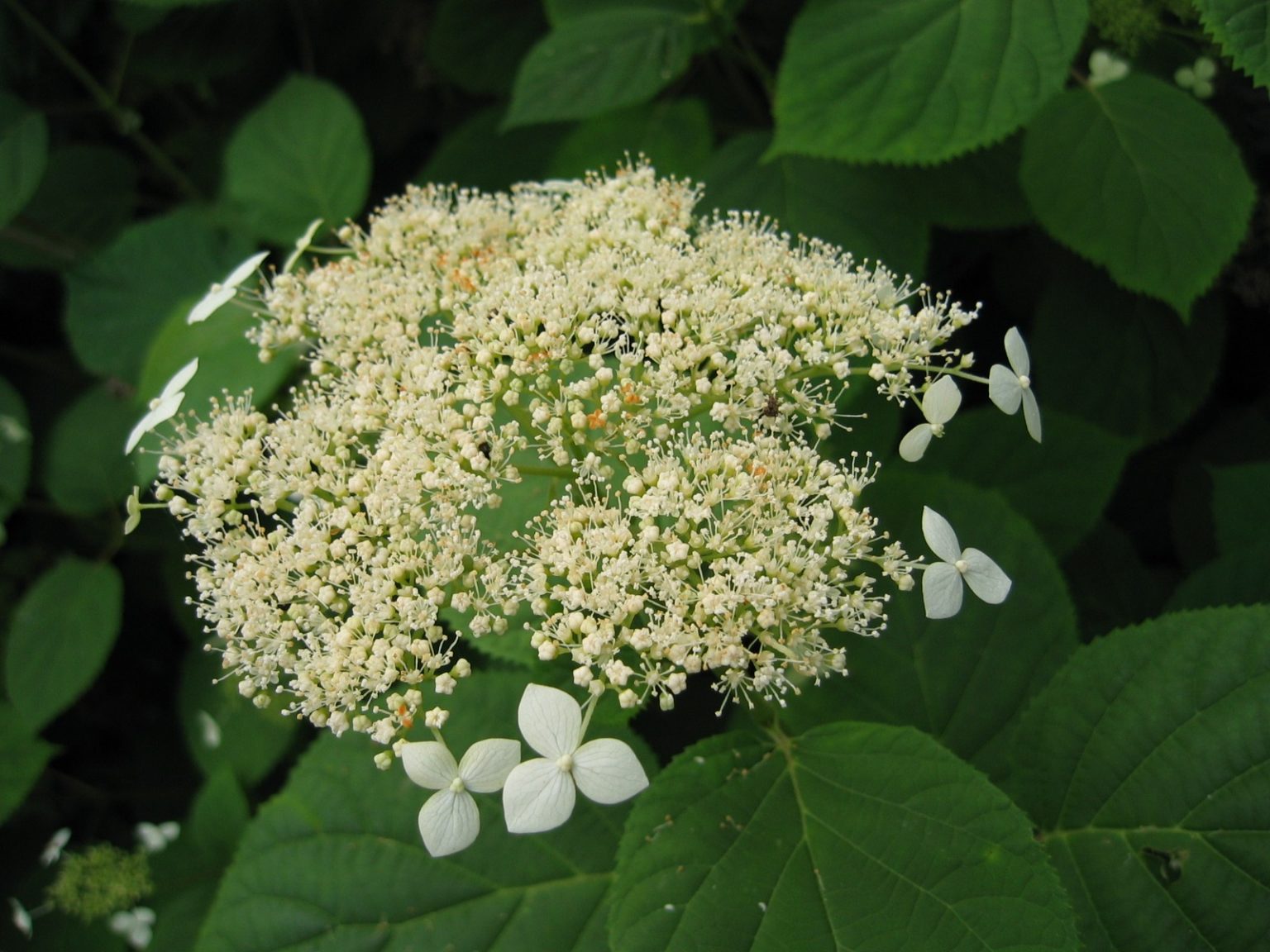 Wild Hydrangea / Hydrangea aborescens - Keystone Flora