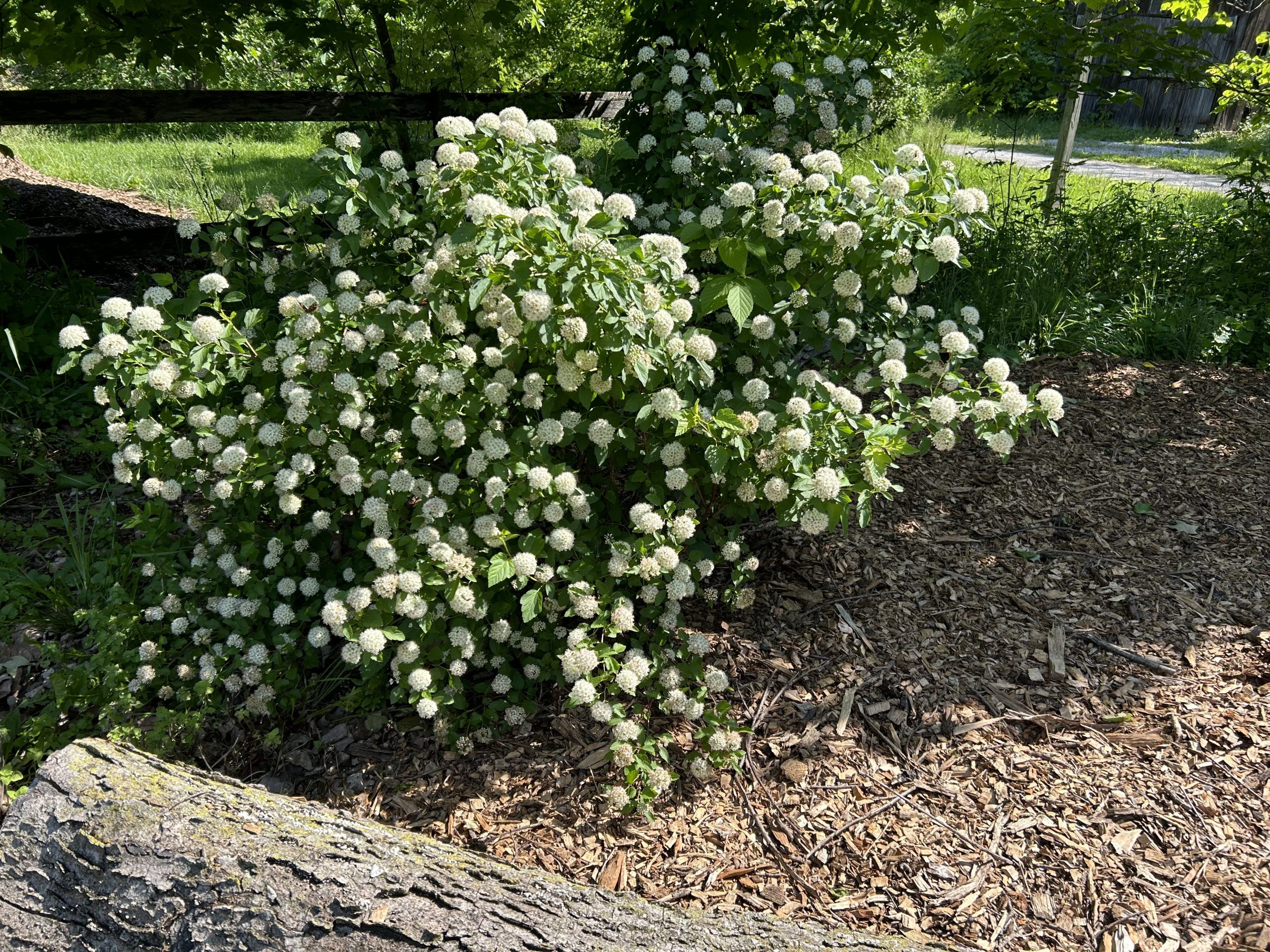 Ninebark / Physocarpus opulifolius - Keystone Flora